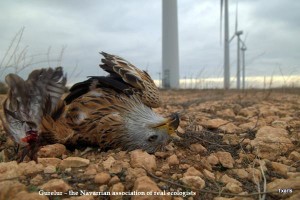 Dead bird at Navarre Windfarm, Spain