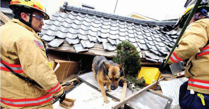 World Vets begin Animal Rescue in Japan