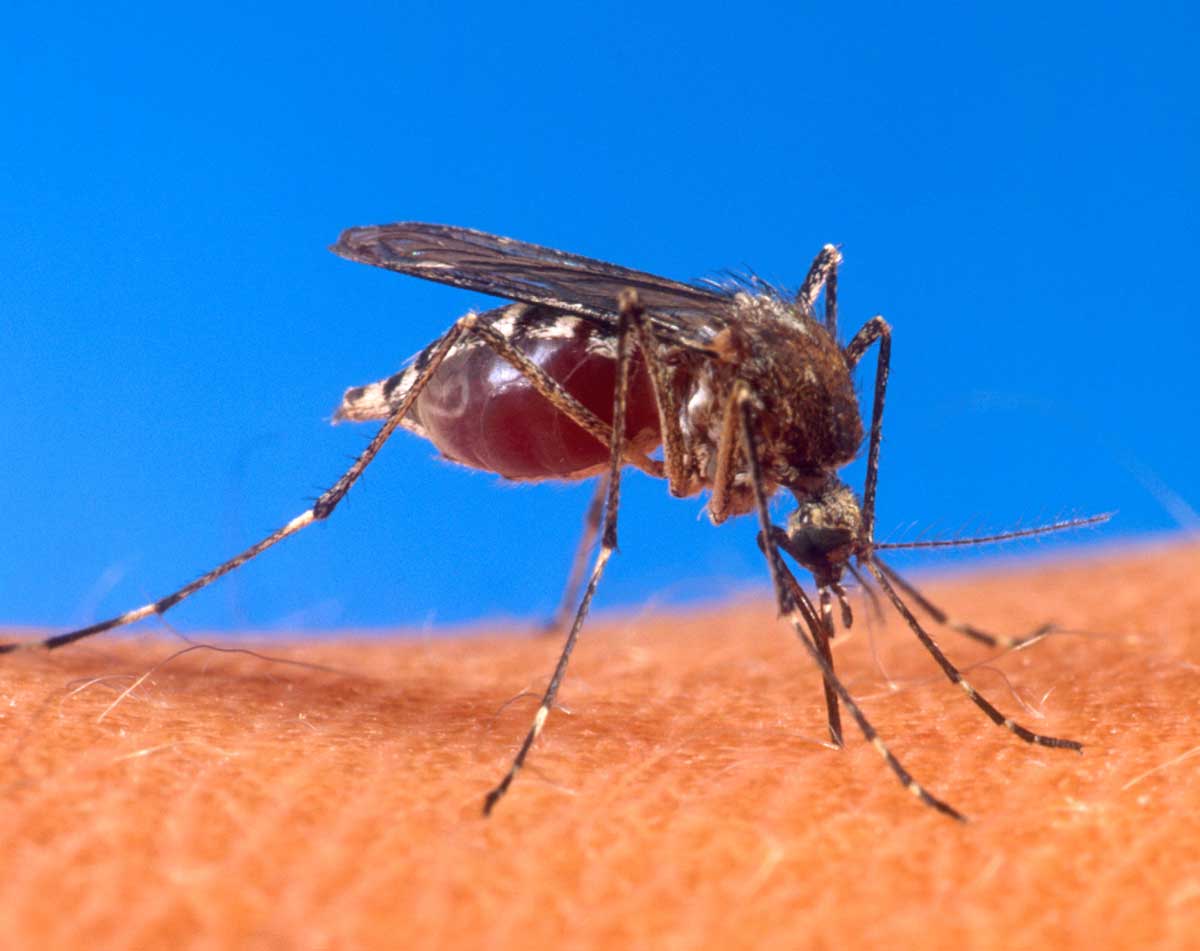 Mayor Orders Mosquito Spraying in Haverhill due to Mosquitoes Testing Positive for WNV