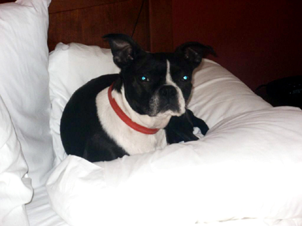 Our Pawsitive stay at the Marriott Residence Inn
