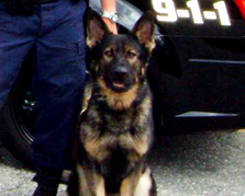 “North Andover’s Finest” K-9 Kyzer Passes Away