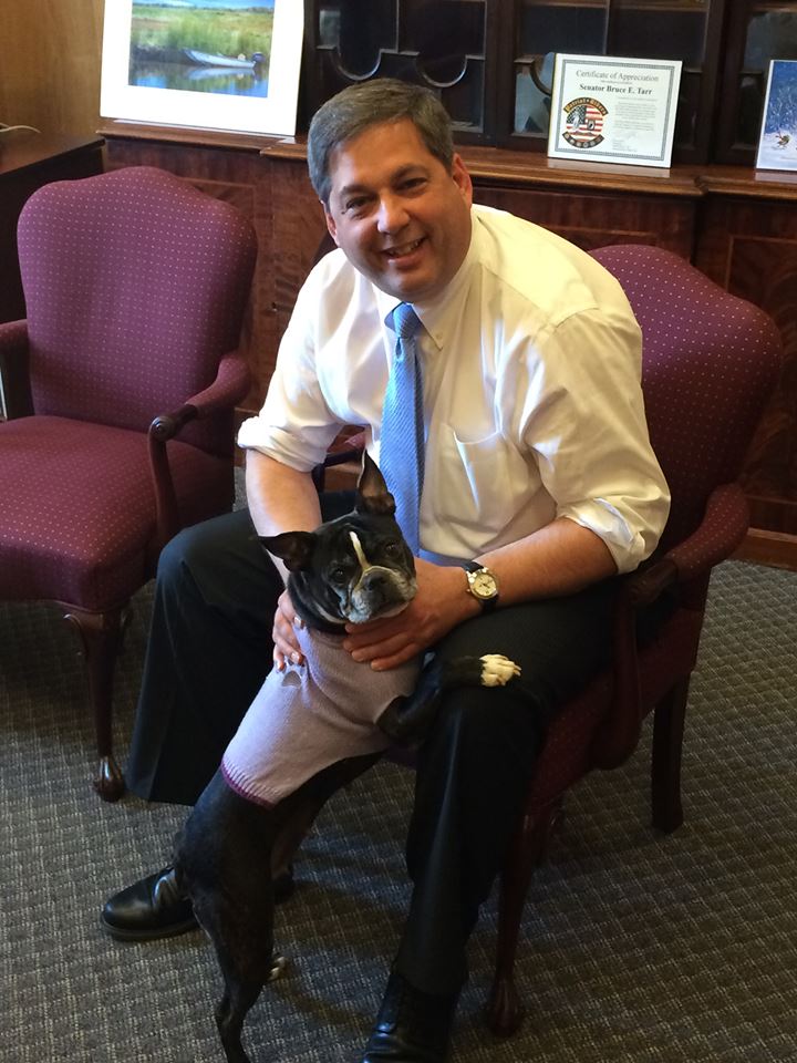 PAWS II Bill Protecting Animal Welfare and Safety Approved by MA House and Senate