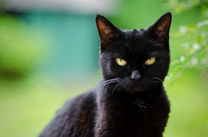 black-cat-outside