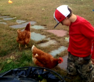 Backyard Chickens … in Lawrence!