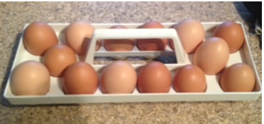 Chickens help provide us with quality, fresh, wholesome eggs. Home-raised chickens produce eggs that are more nutritious and flavorful than the store bought variety.