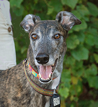 Finding Homes For Retired Greyhounds