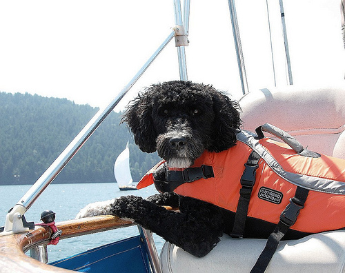 Spend a Day Boating  With Your Dog