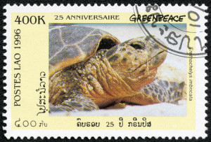 Greenpeace / sea turtle