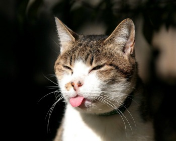 Signs of Heat Stroke in Cats