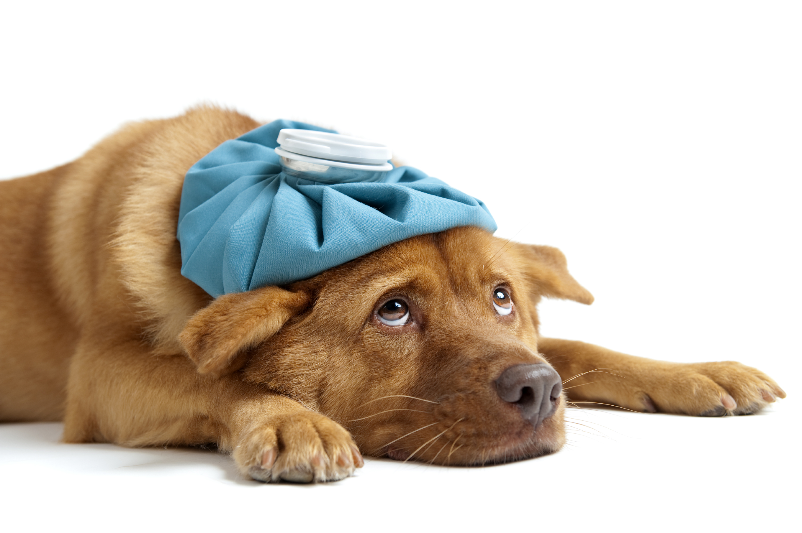 Free Veterinarian Care For Your Pets – The Valley Patriot