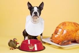BT Thanksgiving dog