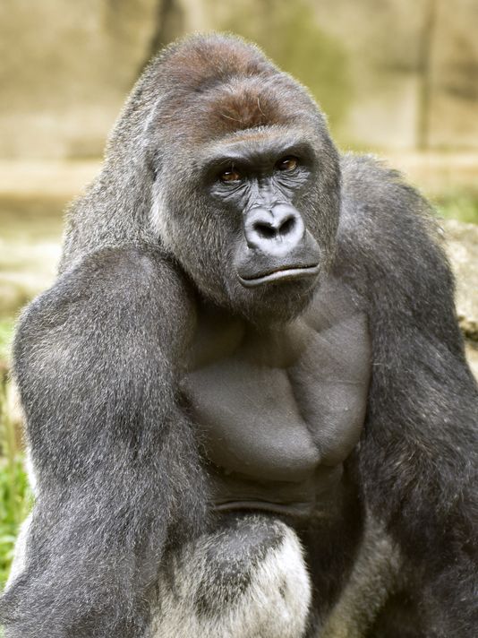 Pope to Canonize Cecil the Lion and Harambe the Gorilla as Martyr Saints ~ BENEATH THE SURFACE