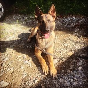 State Police K9 Kojack tracked a Lawrence criminal who ran over a police officer 